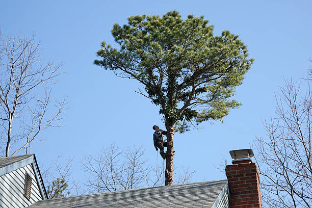 How Our Tree Care Process Works  in  Byram Center, NJ